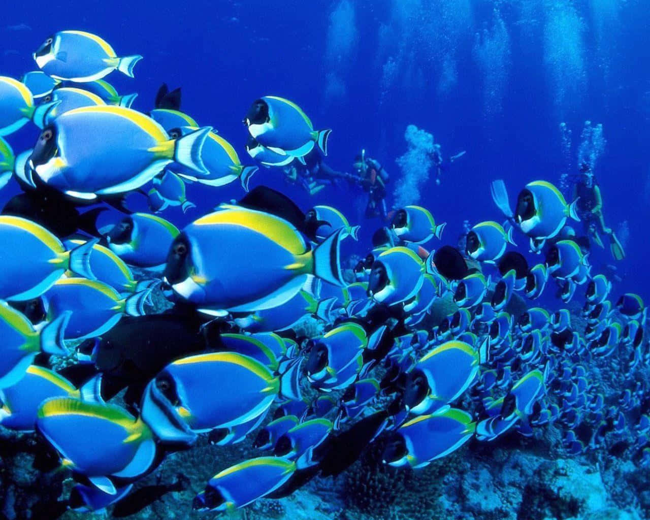 Vibrant Surgeonfish Swimming In Blue Ocean Depths Wallpaper