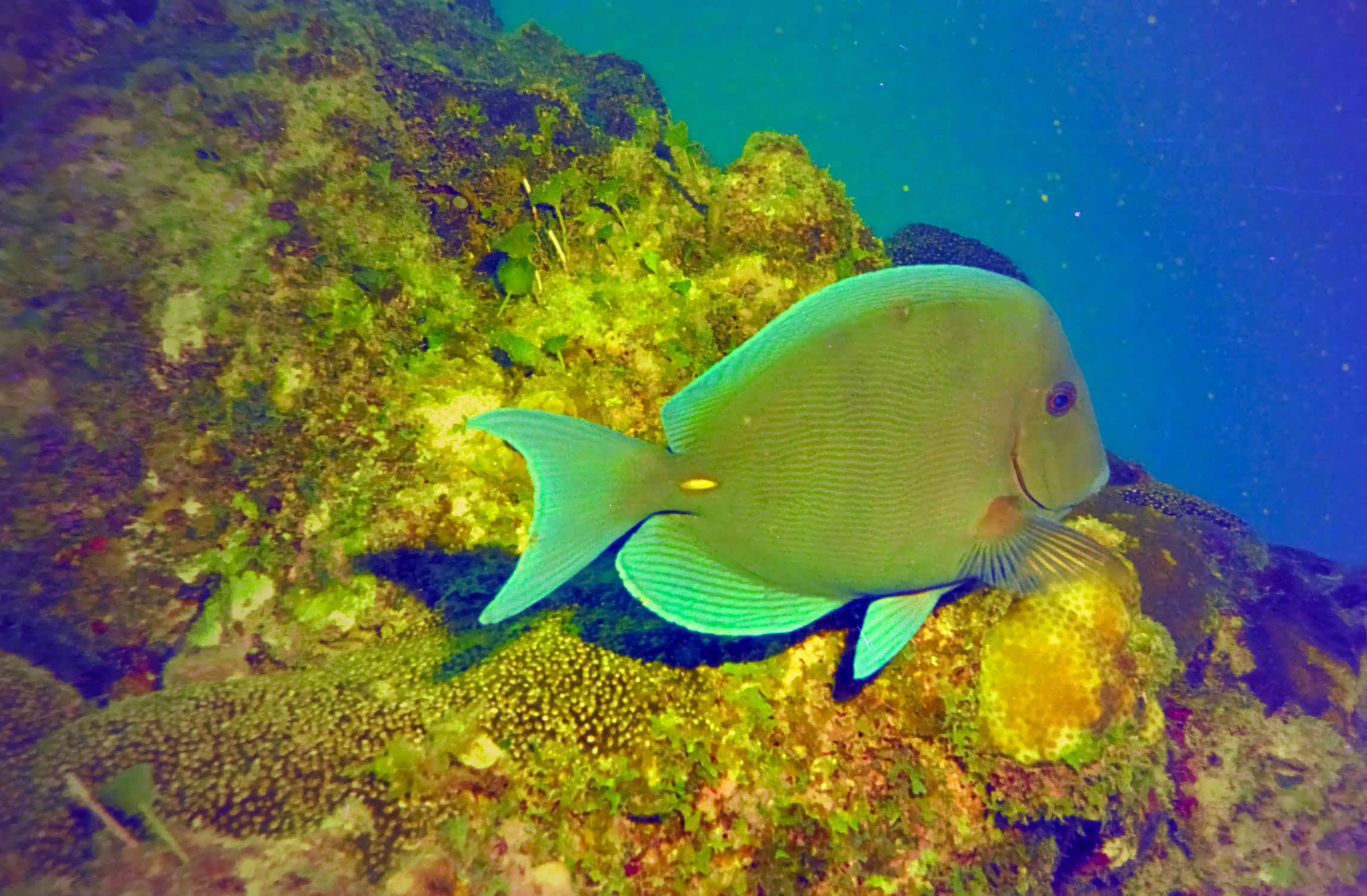 Vibrant Surgeonfish Swimming In Coral Reef Wallpaper