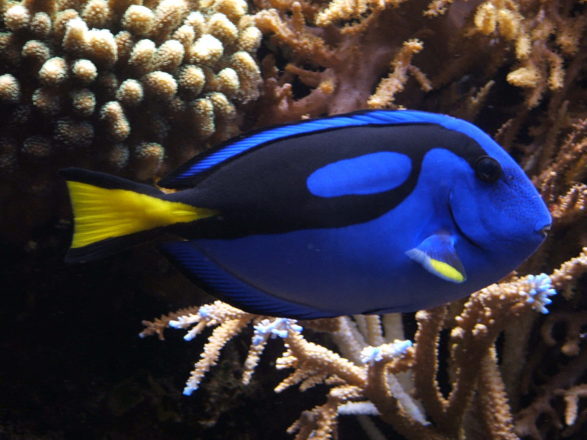 Vibrant Surgeonfish Swimming In The Deep Wallpaper