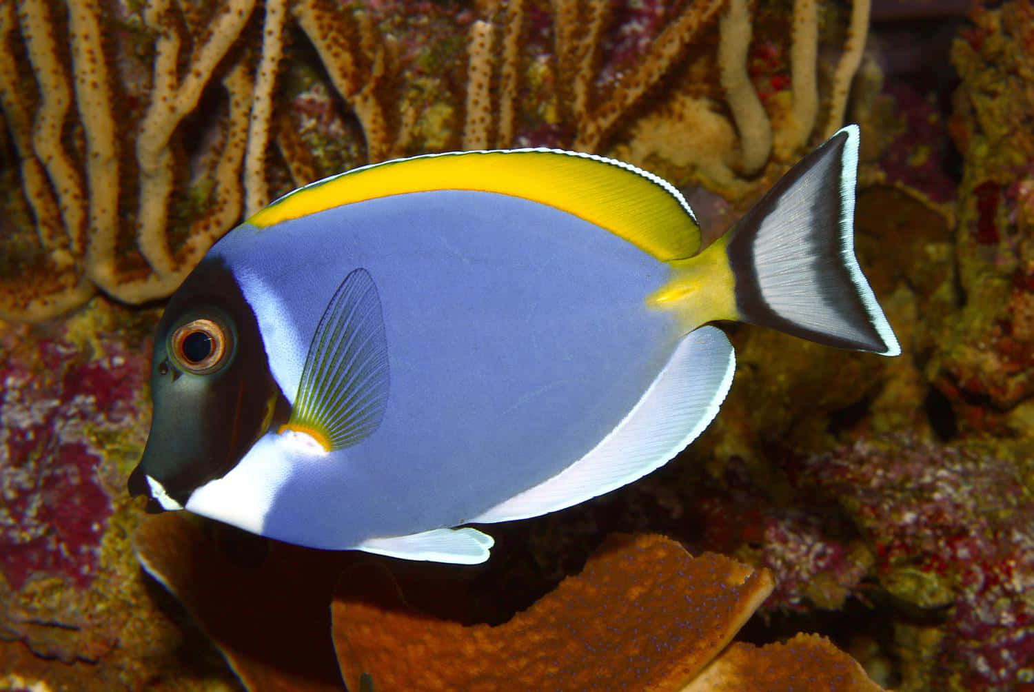 Fargerik Surgeonfish I Korallrev Bakgrunnsbildet