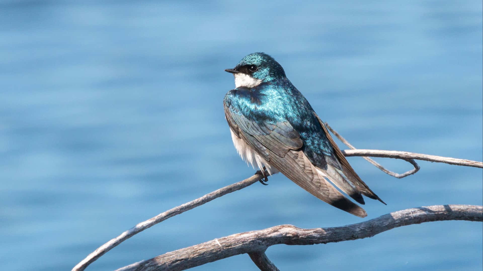 Vibrant Swallow Perched Branch Wallpaper