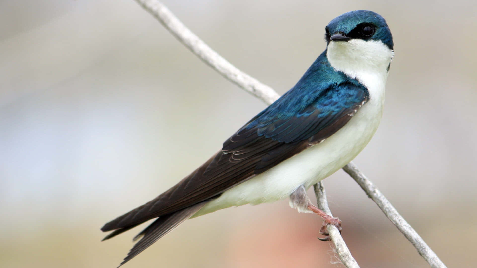 Vibrant_ Swallow_ Perched_ On_ Branch.jpg Wallpaper