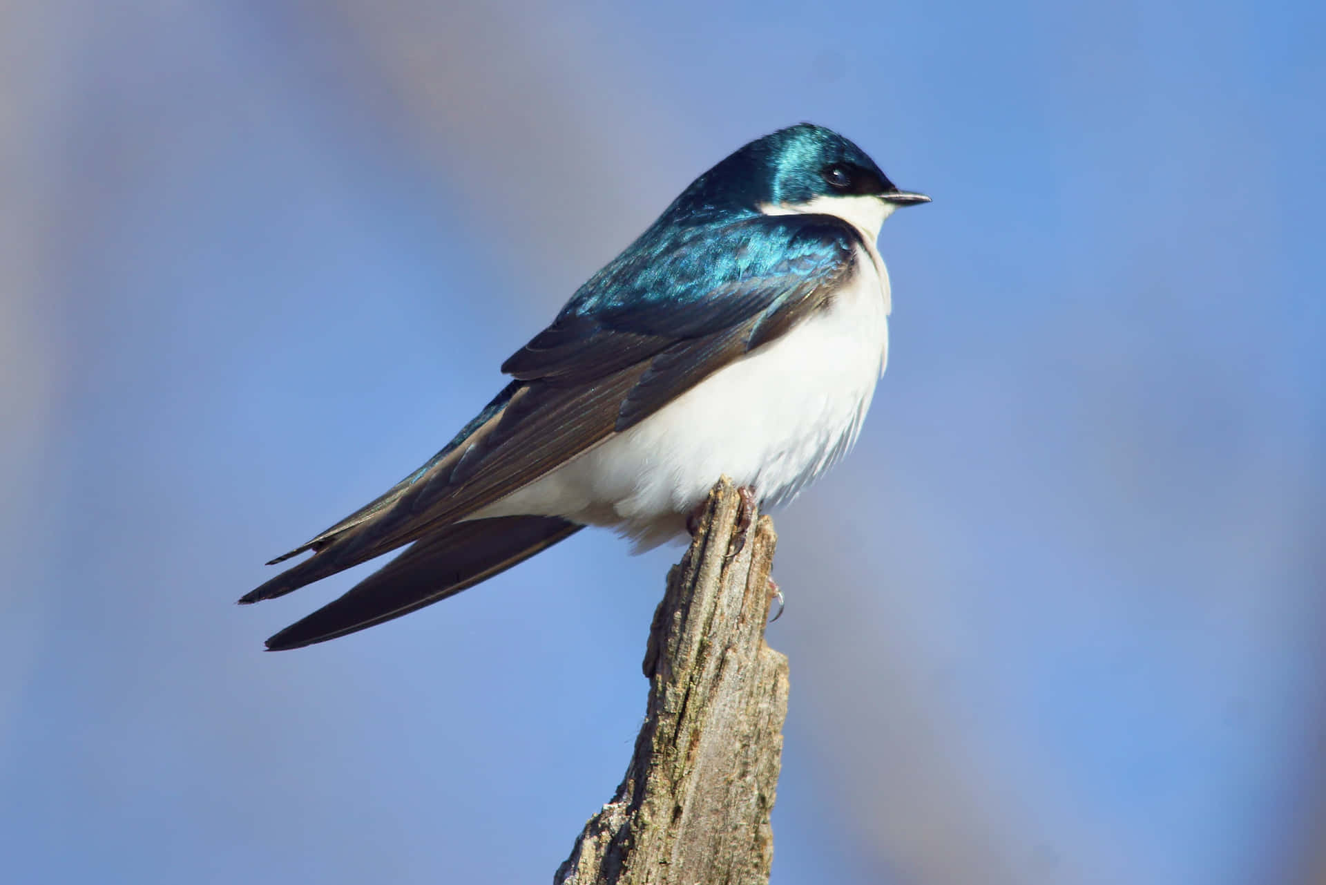 Vibrant Swallow Perchedon Branch Wallpaper