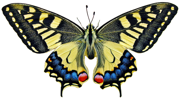 Vibrant Swallowtail Butterfly PNG