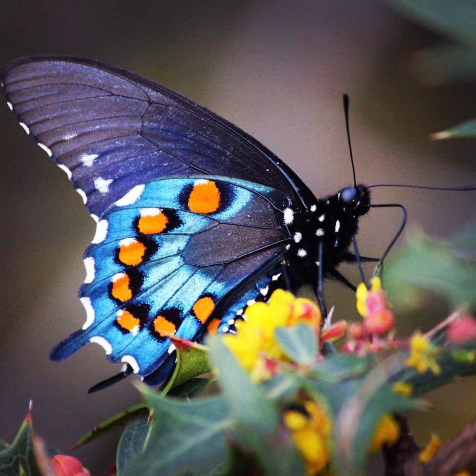 Vibrant_ Swallowtail_ Butterfly_ Closeup.jpg Wallpaper