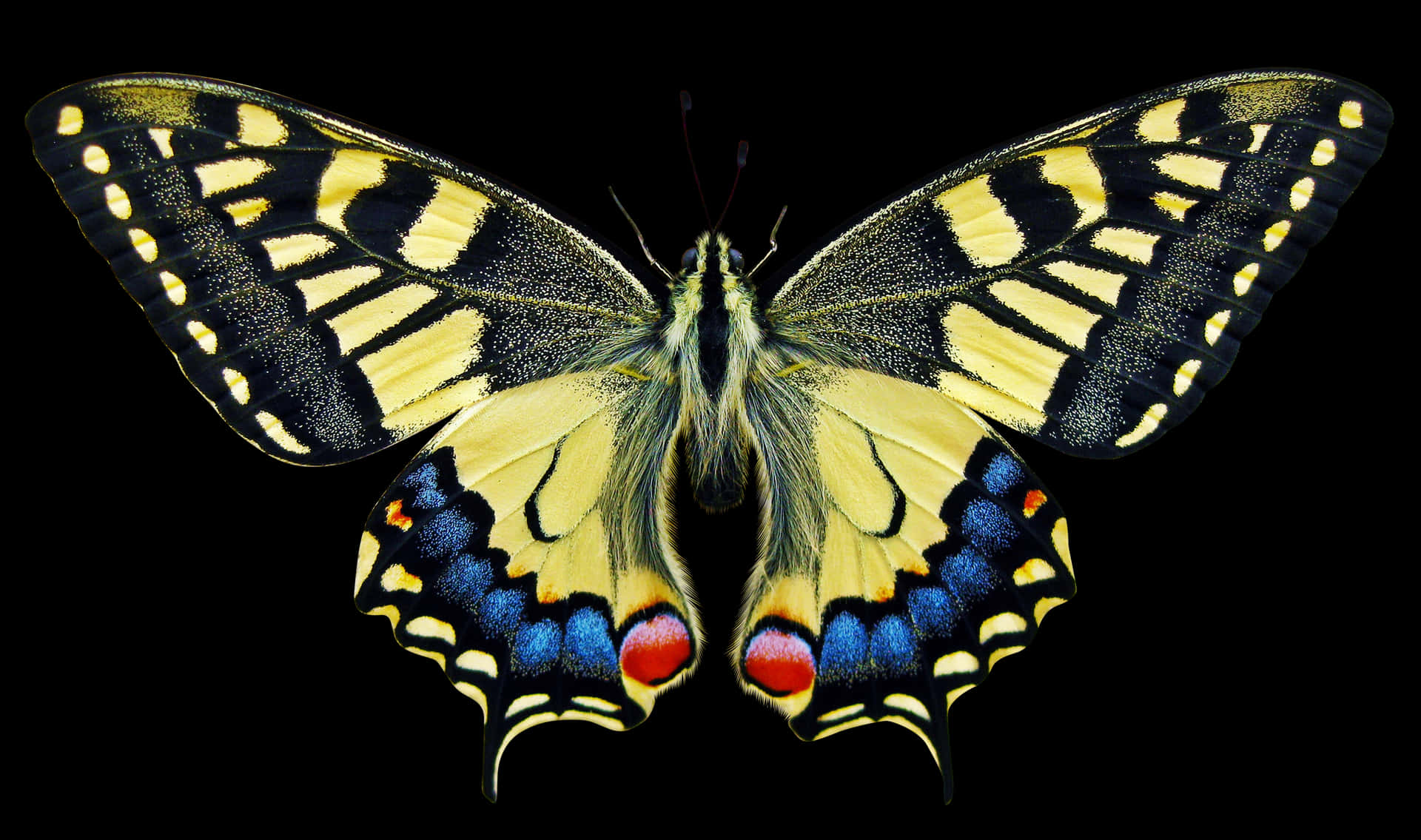 Vibrant Swallowtail Butterfly PNG