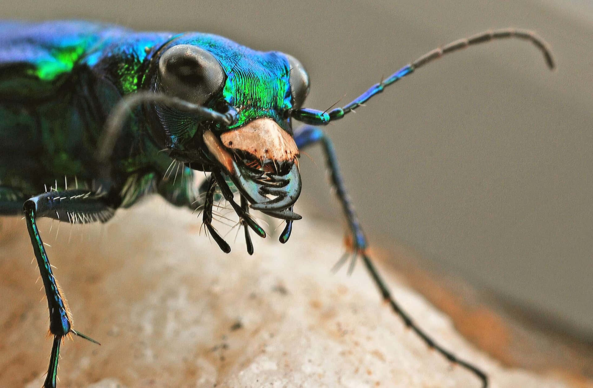 Vibrant Tiger Beetle Closeup.jpg Wallpaper