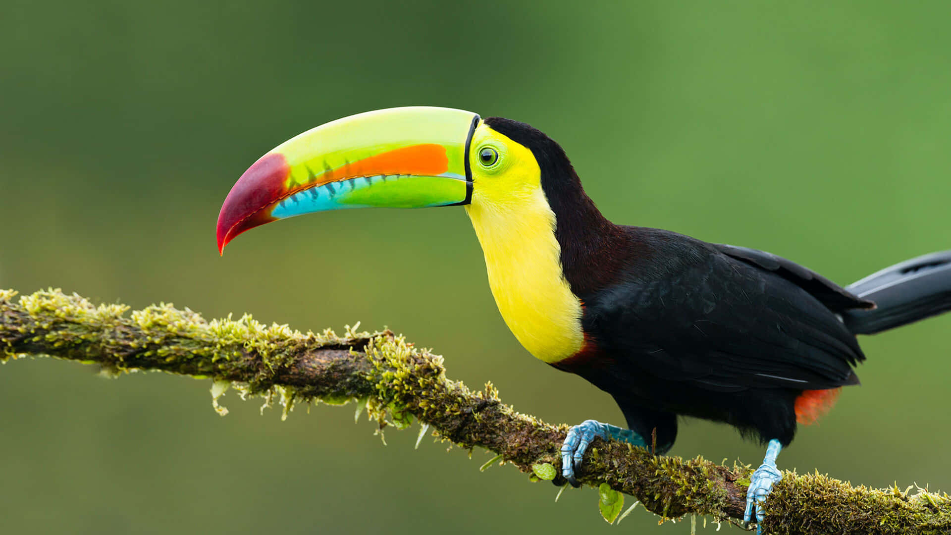 Toucan Coloré Sur Une Branche 4 K Fond d'écran