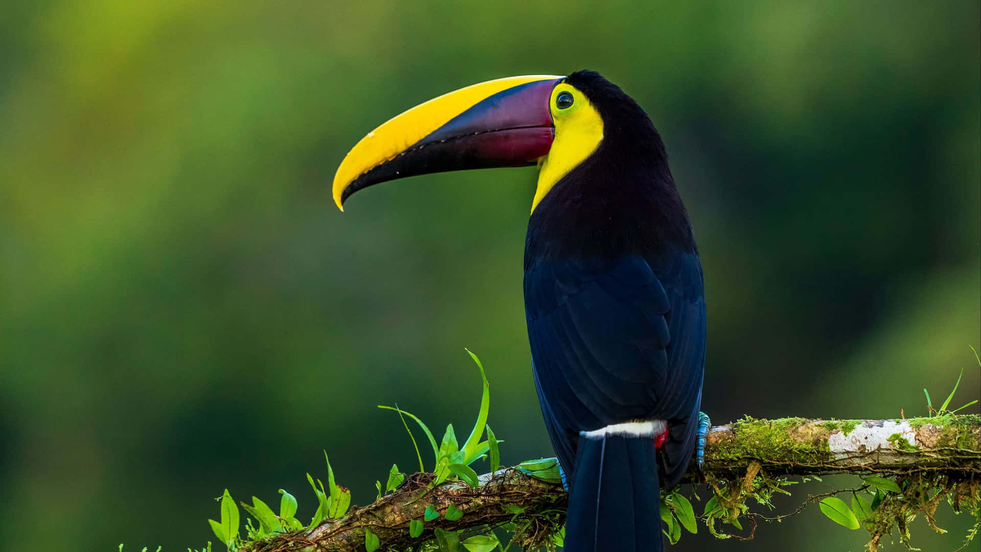 Toucan Coloré Perché 4 K Fond d'écran