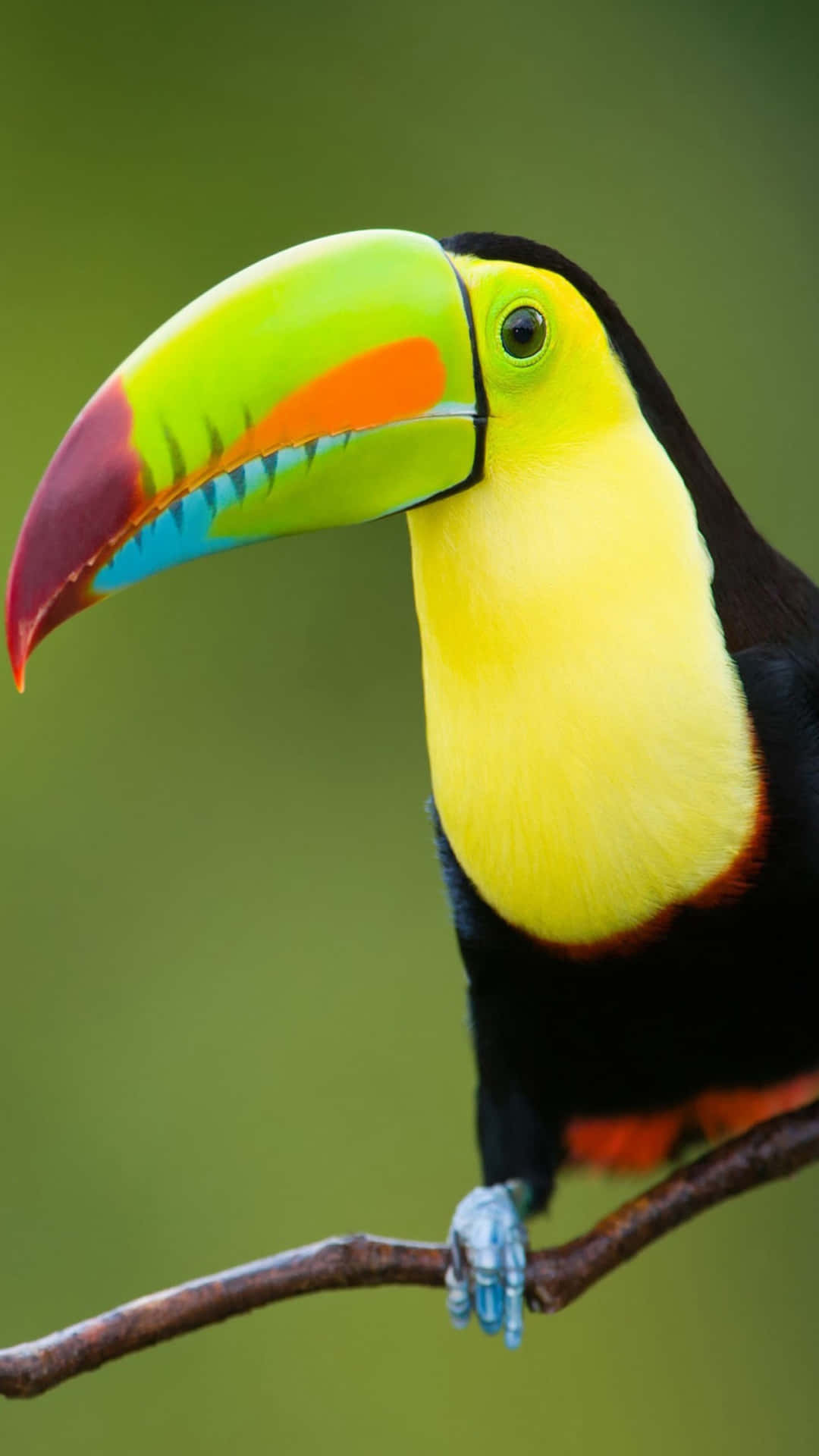 Portrait De Toucan Vibrant 4k Fond d'écran