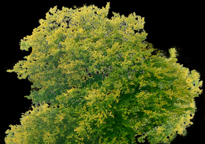 Vibrant Tree Canopy Top View PNG