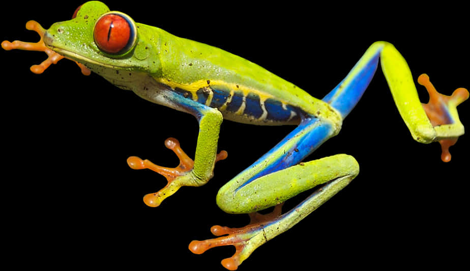 Vibrant Tree Frog In Mid Leap PNG