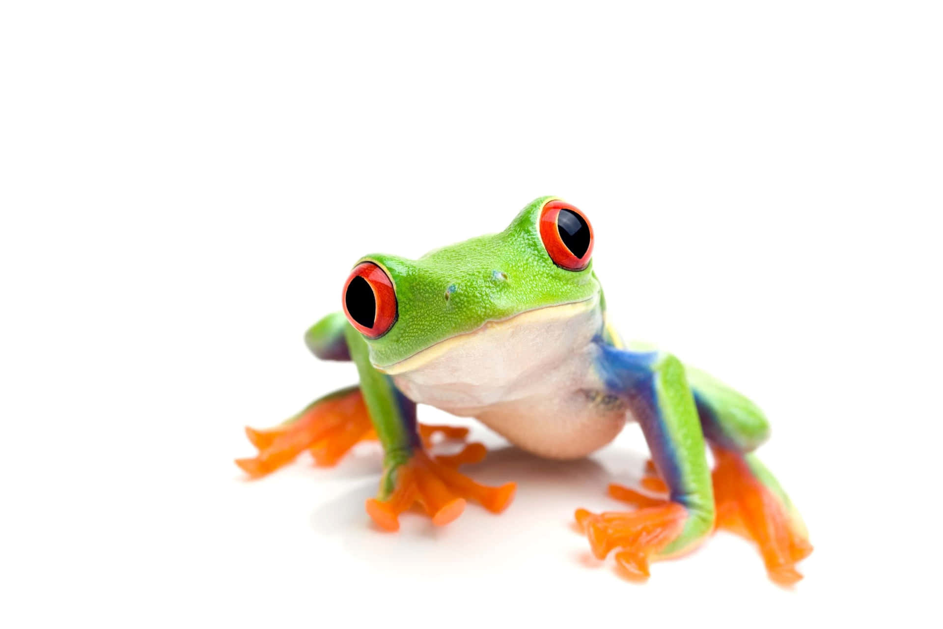 Vibrant Tree Frog Portrait Wallpaper