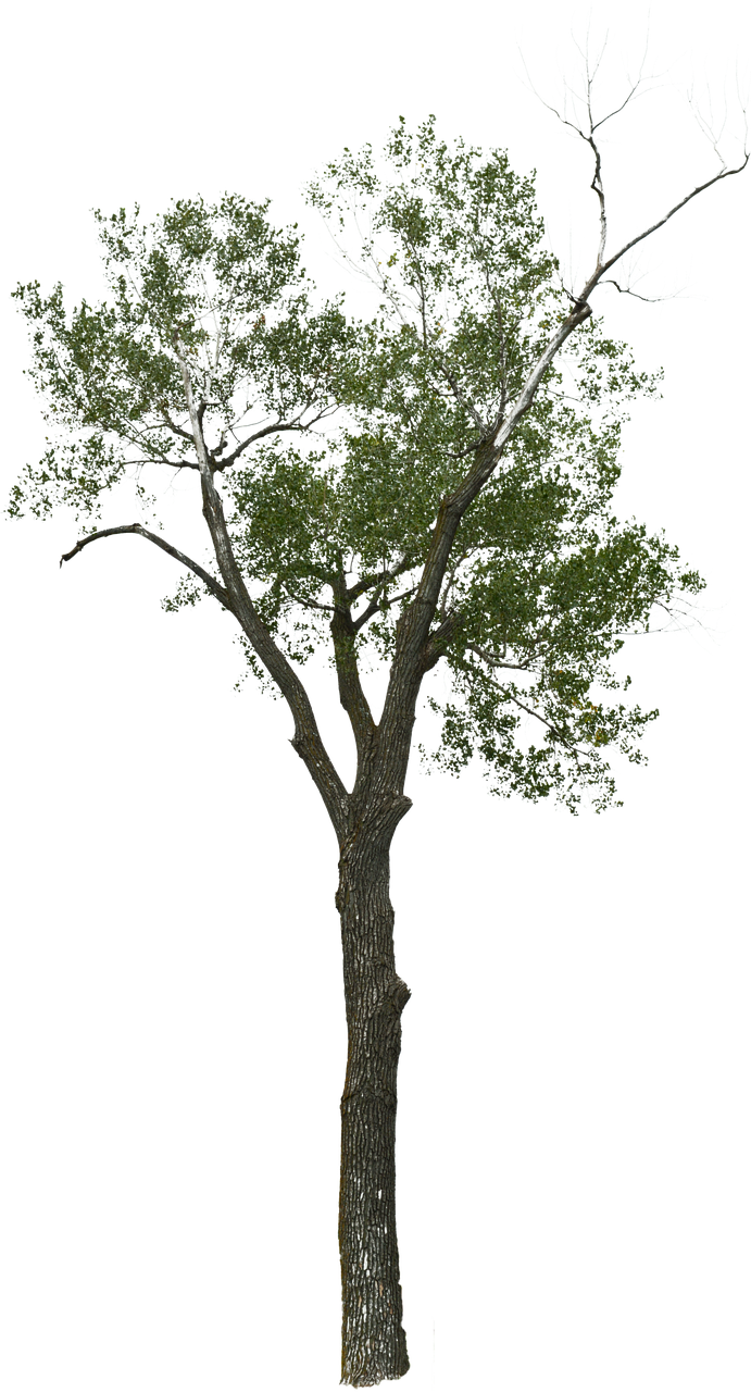 Vibrant Tree Partial Dead Branches.png PNG