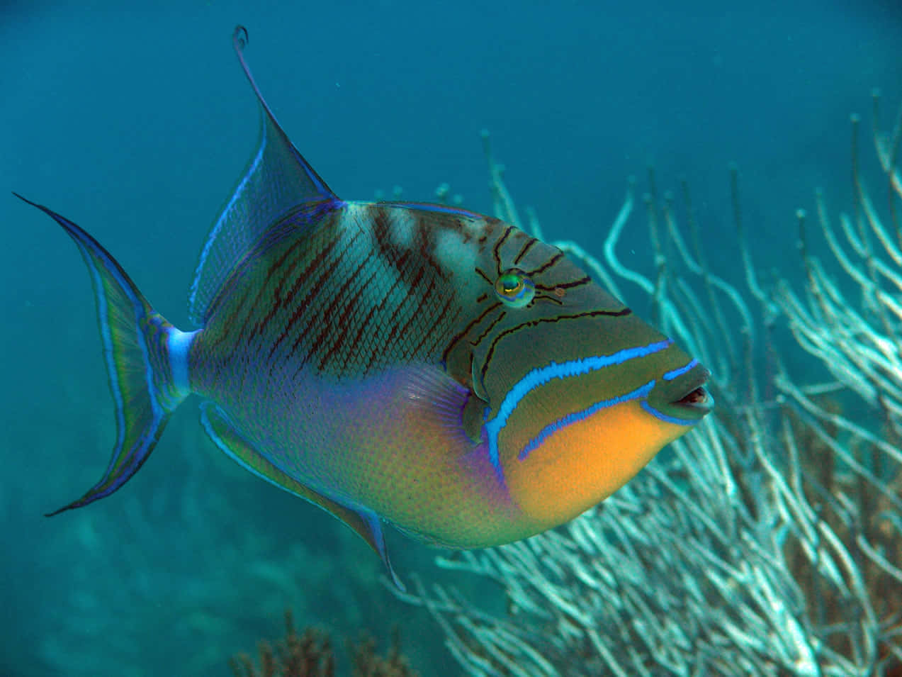 Vibrant Triggerfish Swimming Underwater.jpg Wallpaper