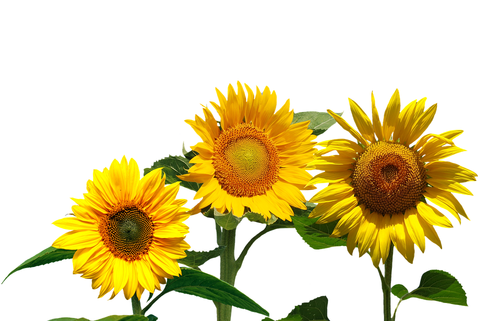 Vibrant_ Trio_of_ Sunflowers PNG