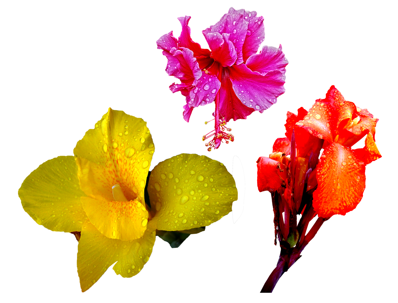 Vibrant Trioof Tropical Flowers PNG