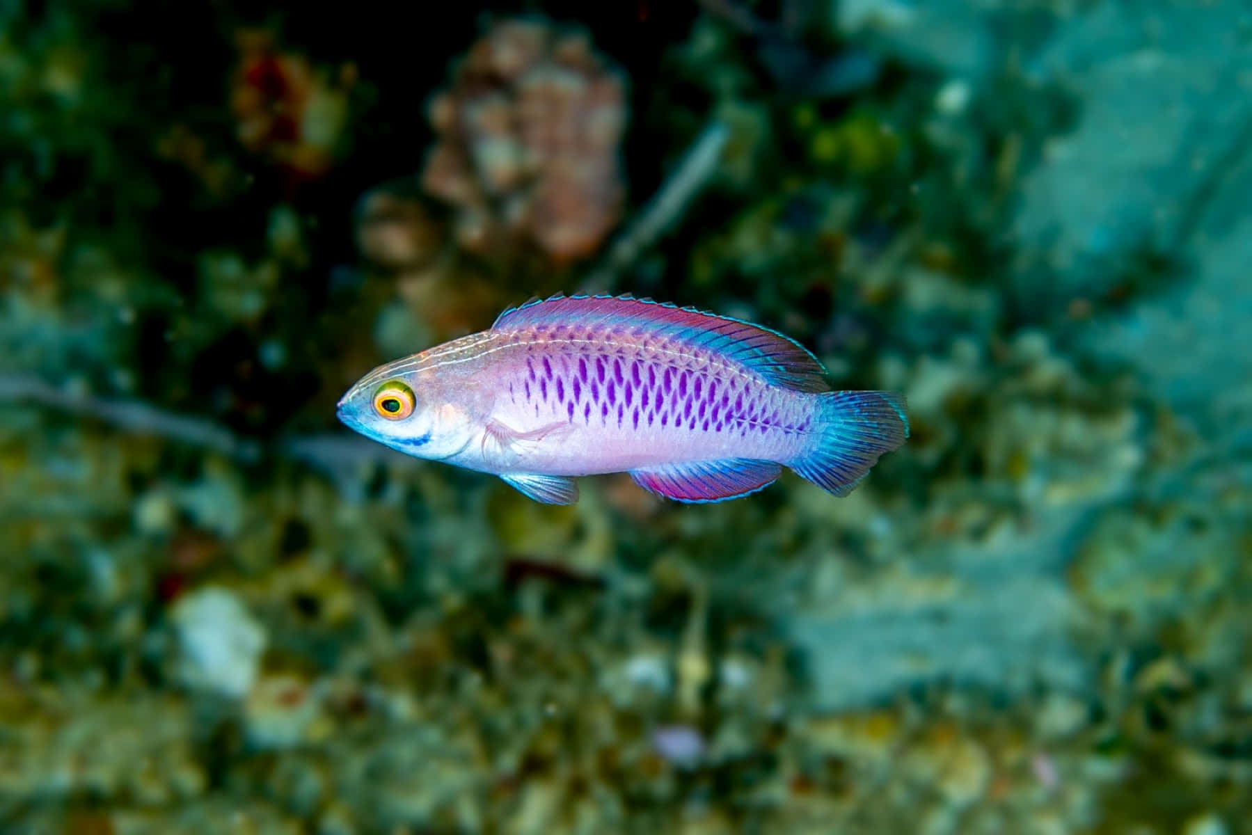 Ikan Tropis Berwarna Cerah Di Bawah Laut Wallpaper