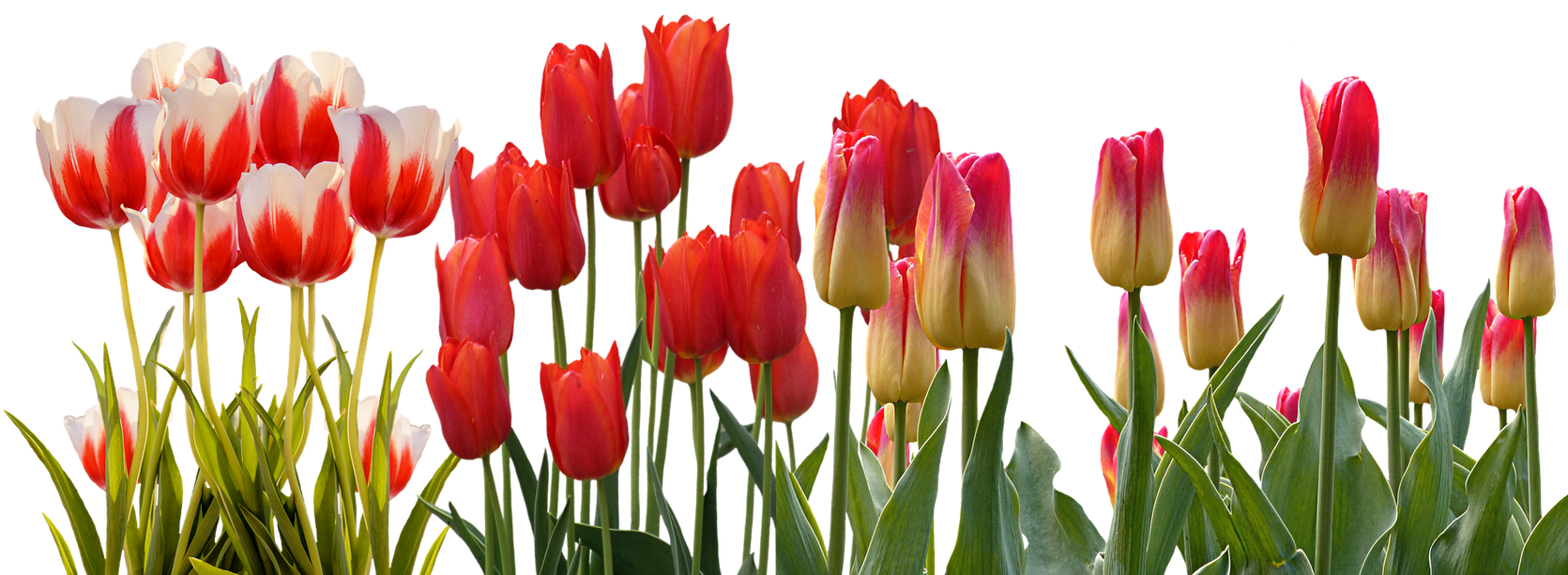 Vibrant Tulip Array PNG
