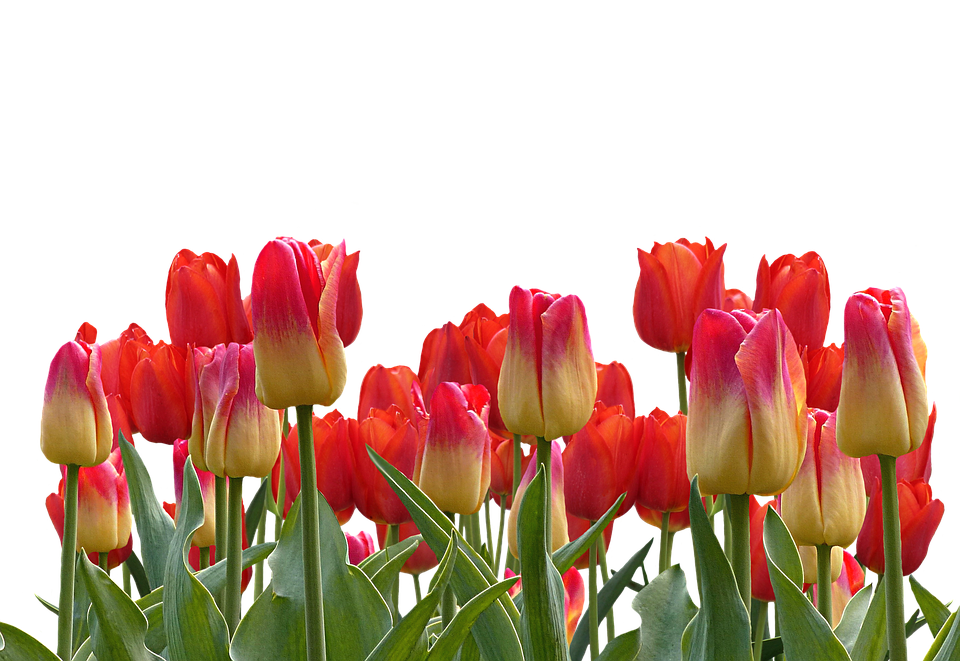 Vibrant_ Tulip_ Bouquet PNG