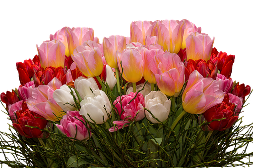 Vibrant_ Tulip_ Bouquet_ Black_ Background.jpg PNG