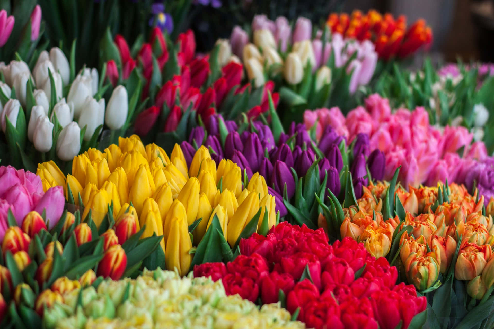 Vibrant Tulip Bouquets Display Wallpaper