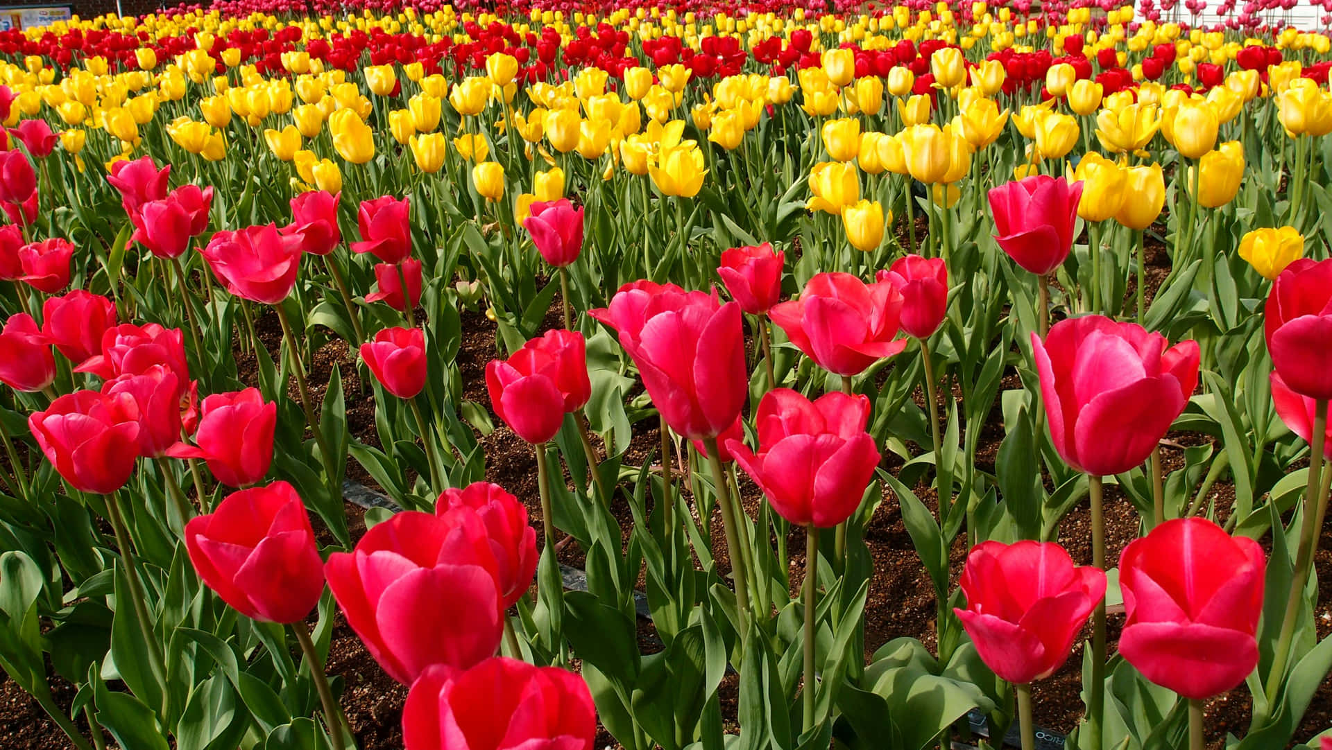 Levendig Tulpenveld Landschap Achtergrond