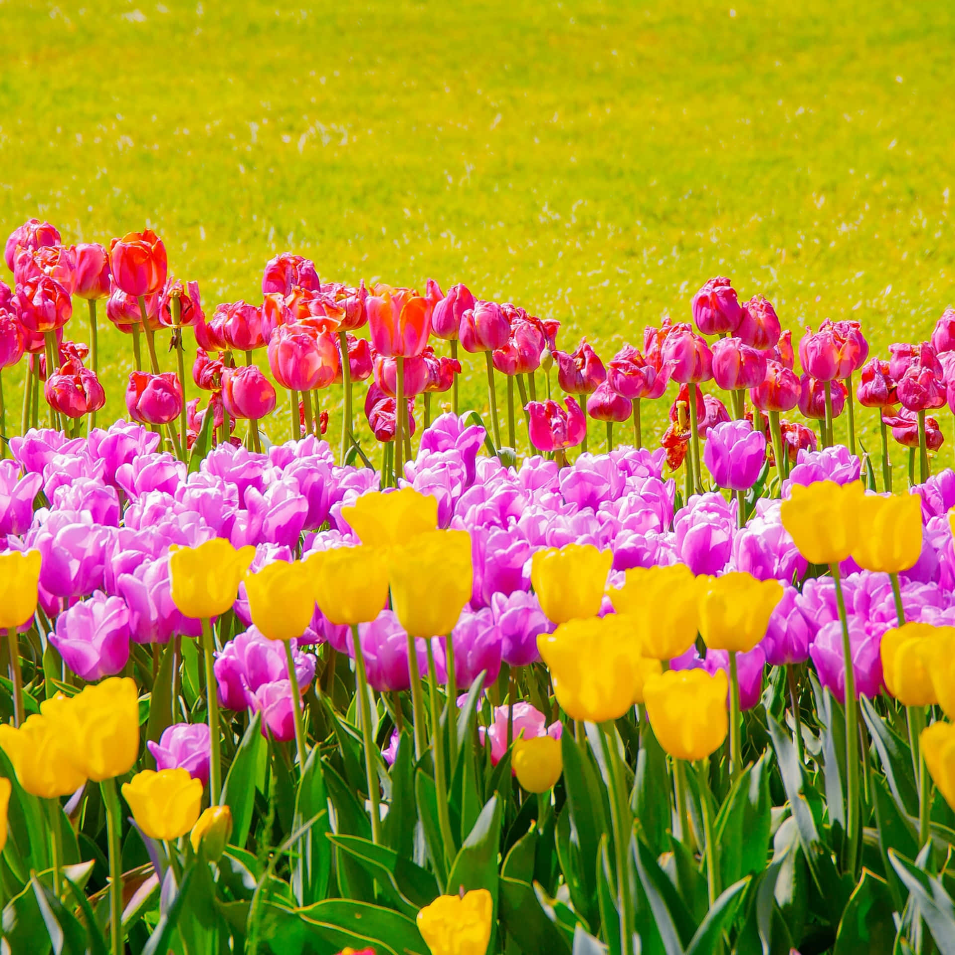 Vibrant Tulip Field Springtime Wallpaper