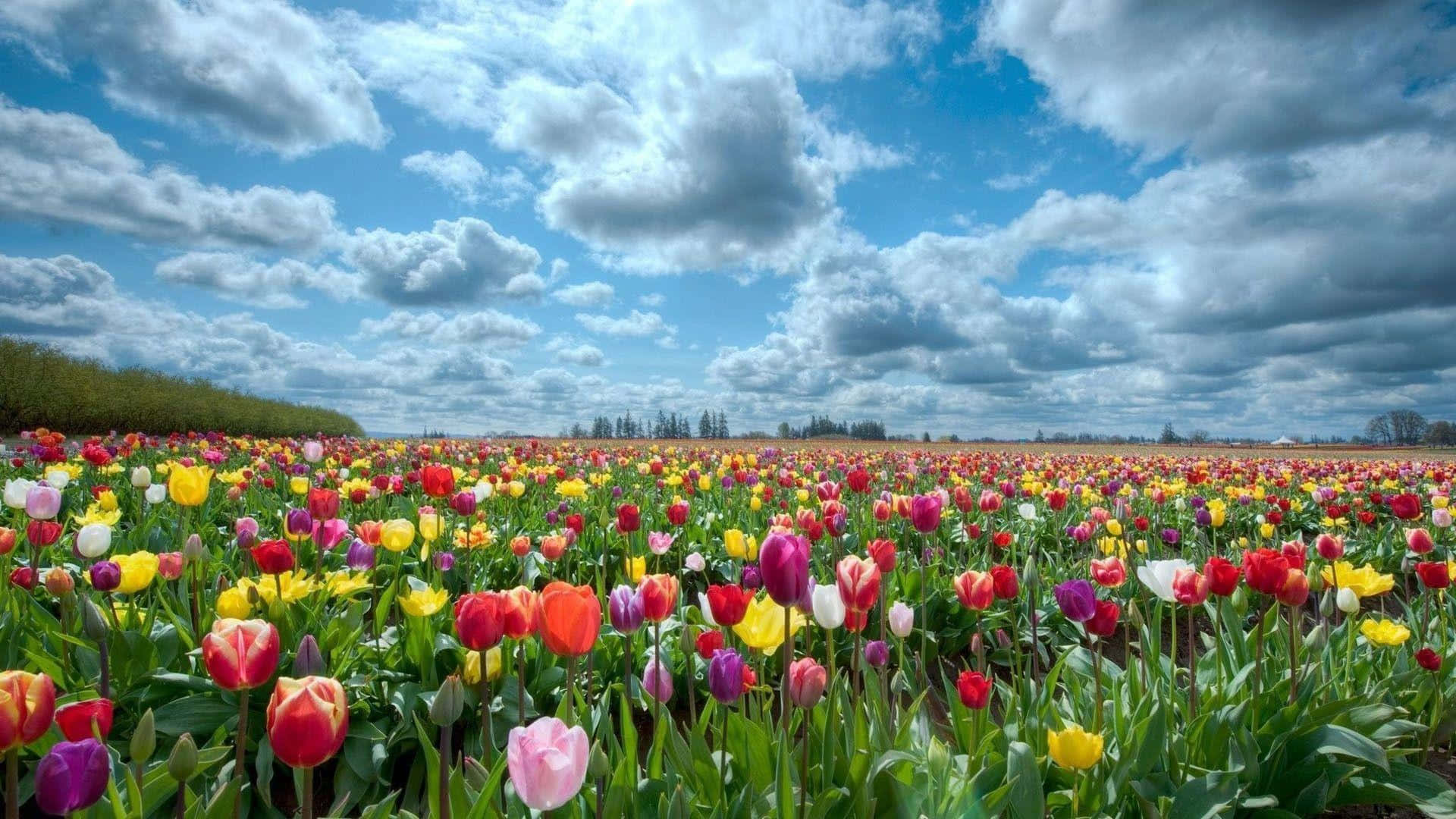 Vibrant_ Tulip_ Field_ Under_ Cloudy_ Sky.jpg Wallpaper