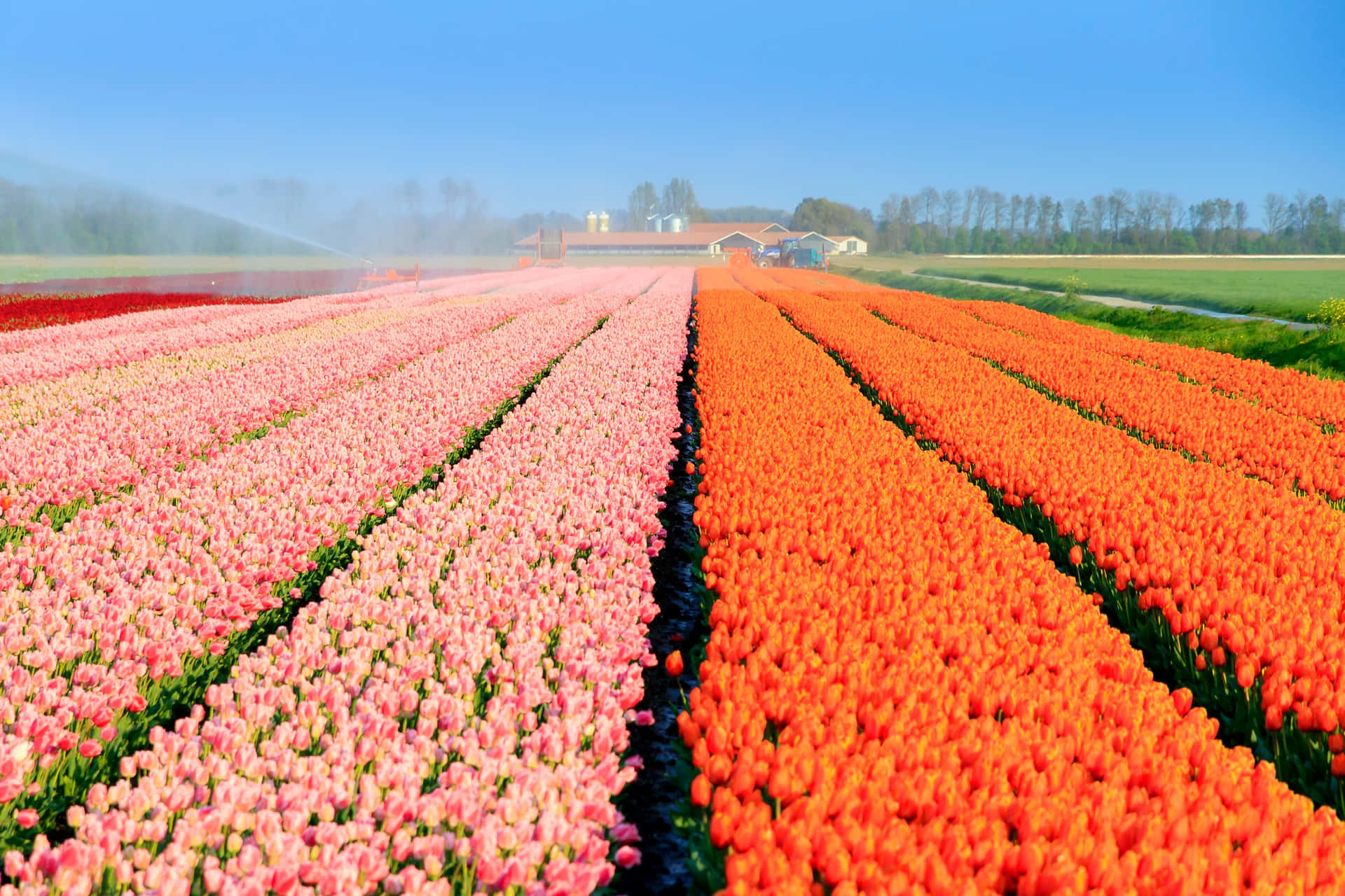 Vibrant Tulip Fields Pink Orange Wallpaper