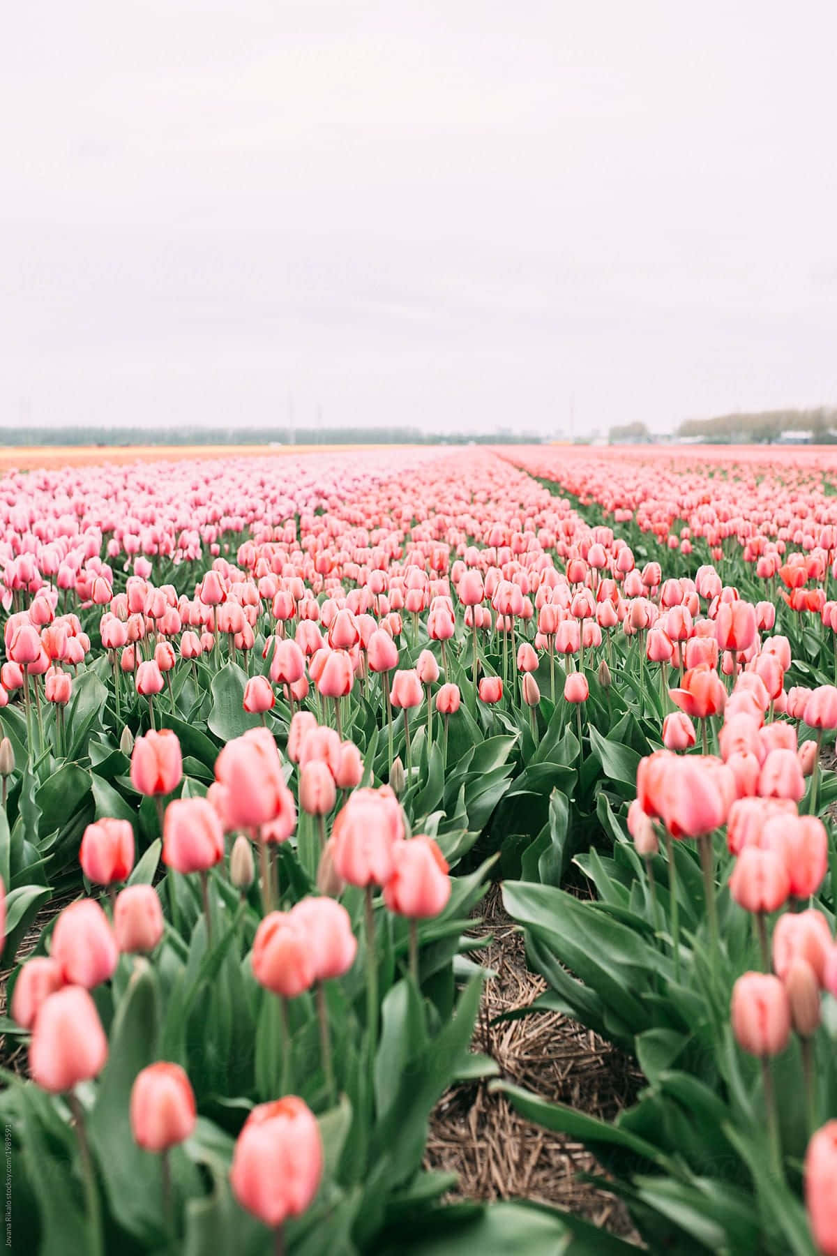 Vibrant_ Tulip_ Fields_ Springtime.jpg Wallpaper