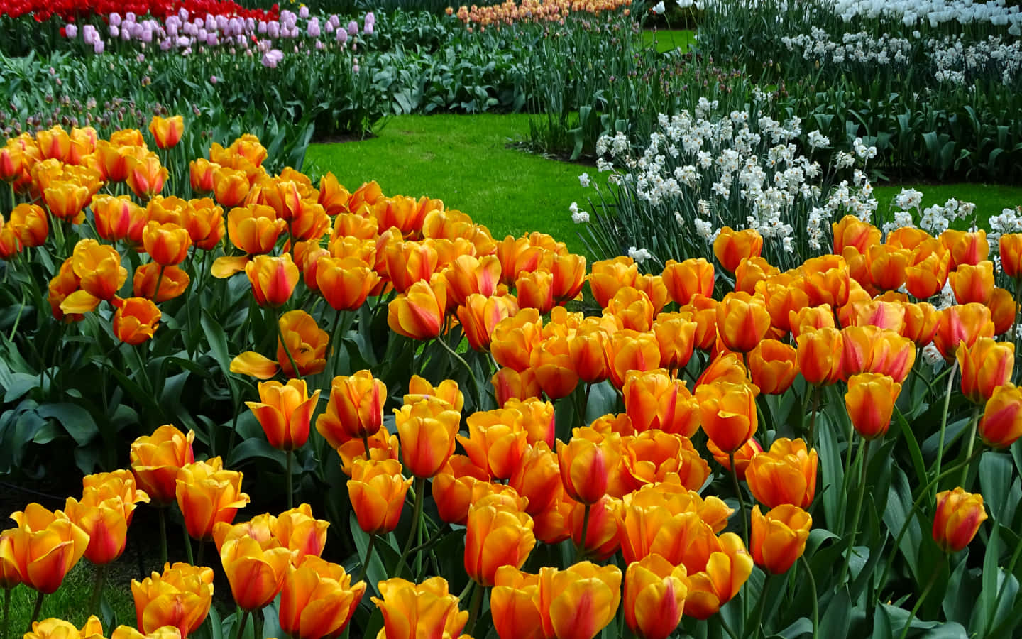 Vibrant Tulip Garden Bloom Wallpaper