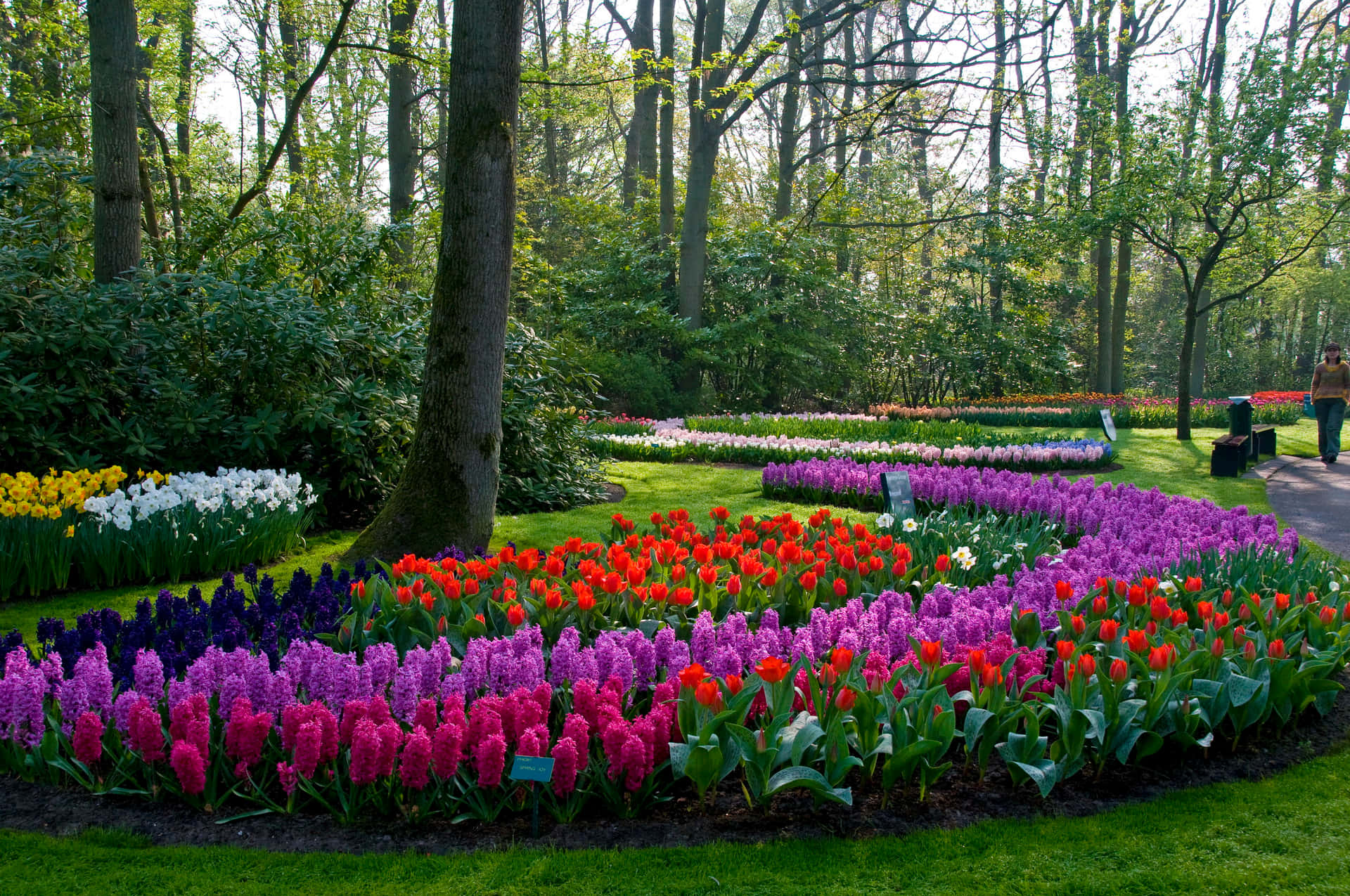 Vibrant Tulip Garden Breda Wallpaper