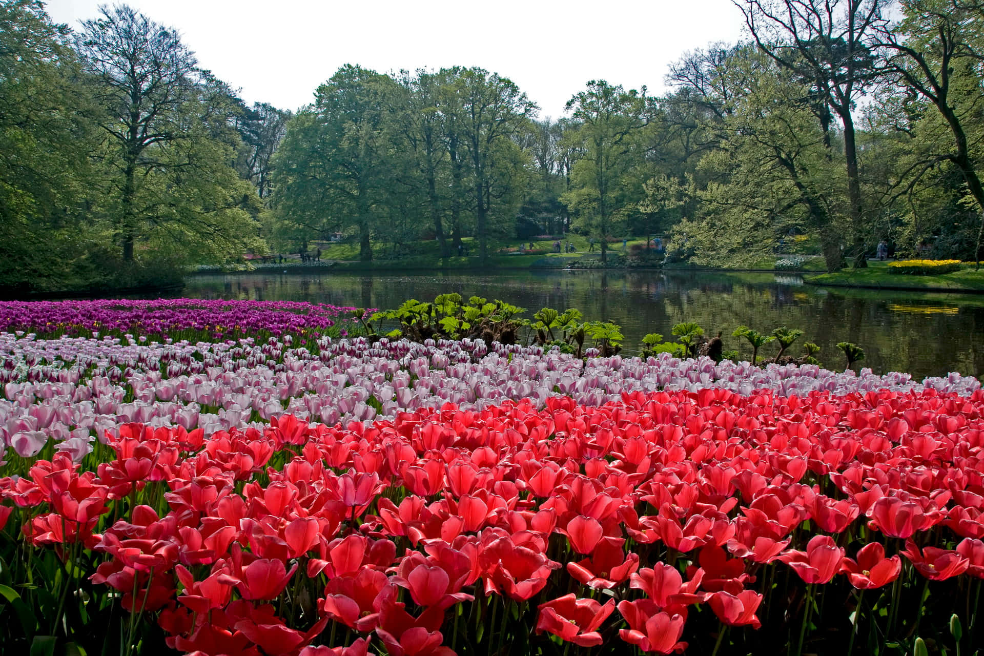 Vibrant_ Tulip_ Garden_by_the_ Lake Wallpaper