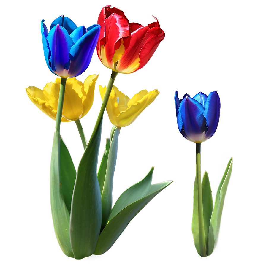 Vibrant Tulip Png 06252024 PNG