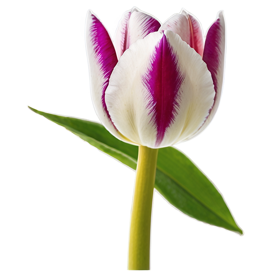 Vibrant Tulip Png Sjy PNG