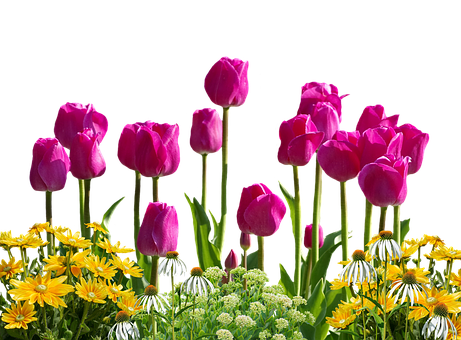 Vibrant Tulips Against Black Background PNG