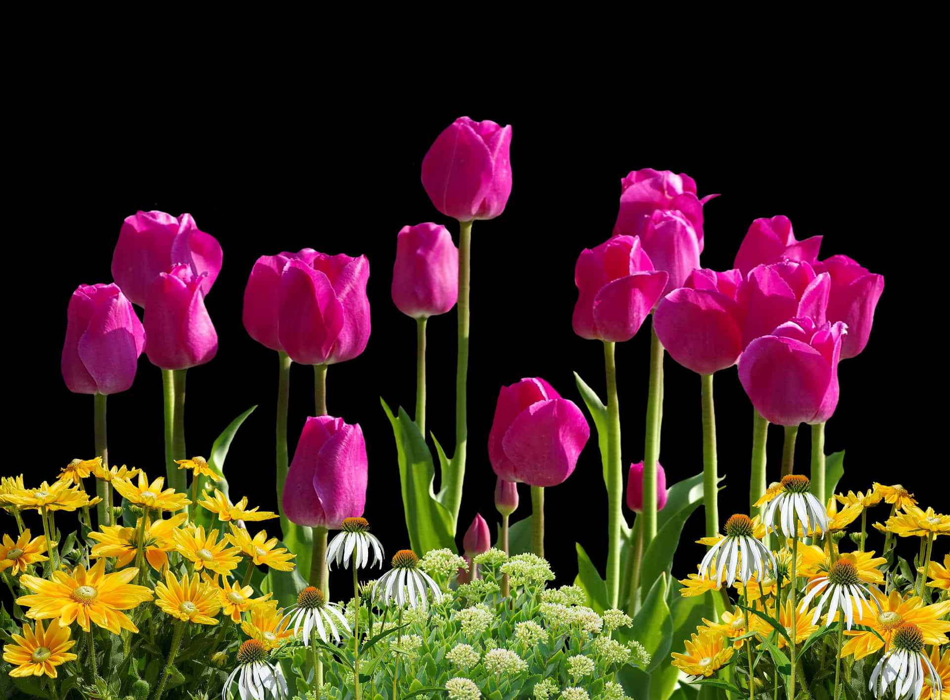 Vibrant_ Tulips_ Against_ Black_ Background.jpg PNG