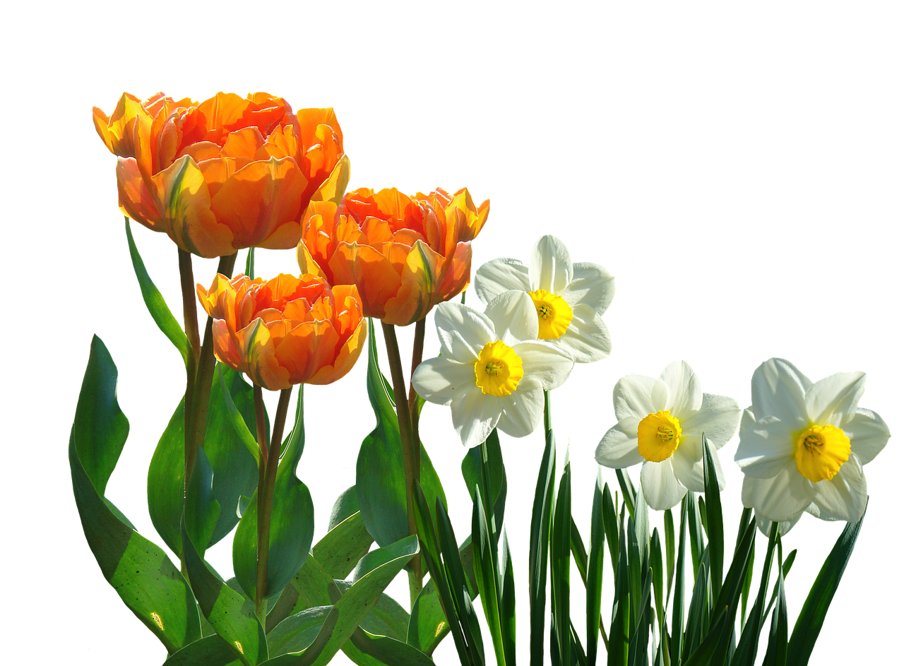 Vibrant_ Tulips_and_ Daffodils_ Against_ Black_ Background.jpg PNG