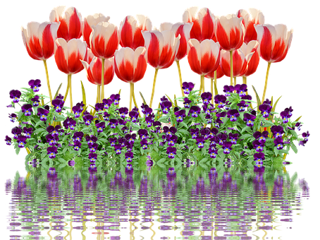 Vibrant_ Tulips_and_ Pansies_ Reflection PNG