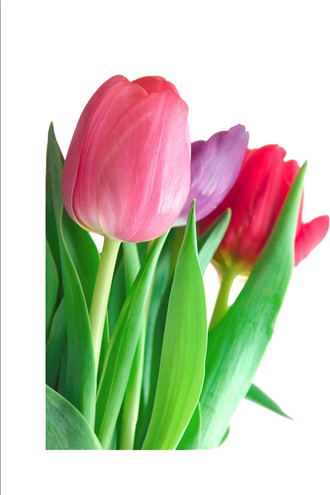 Vibrant Tulips Bouquet.png PNG