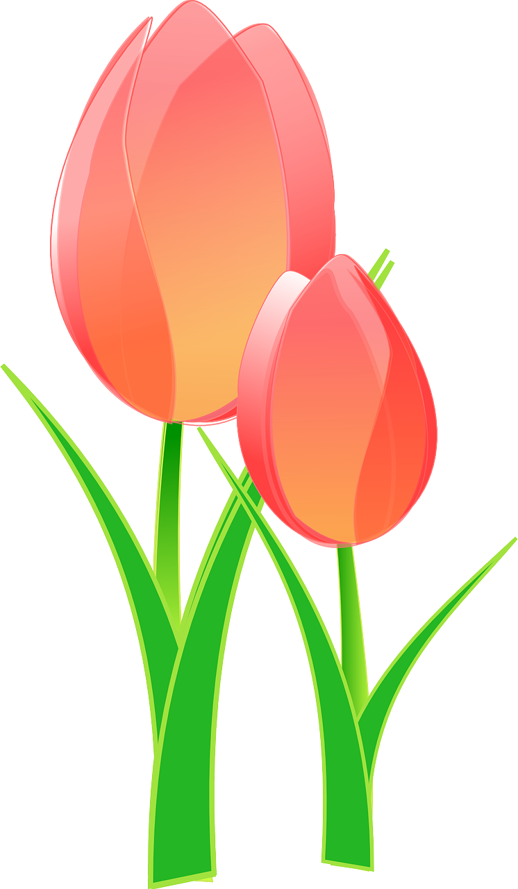 Vibrant Tulips Illustration PNG