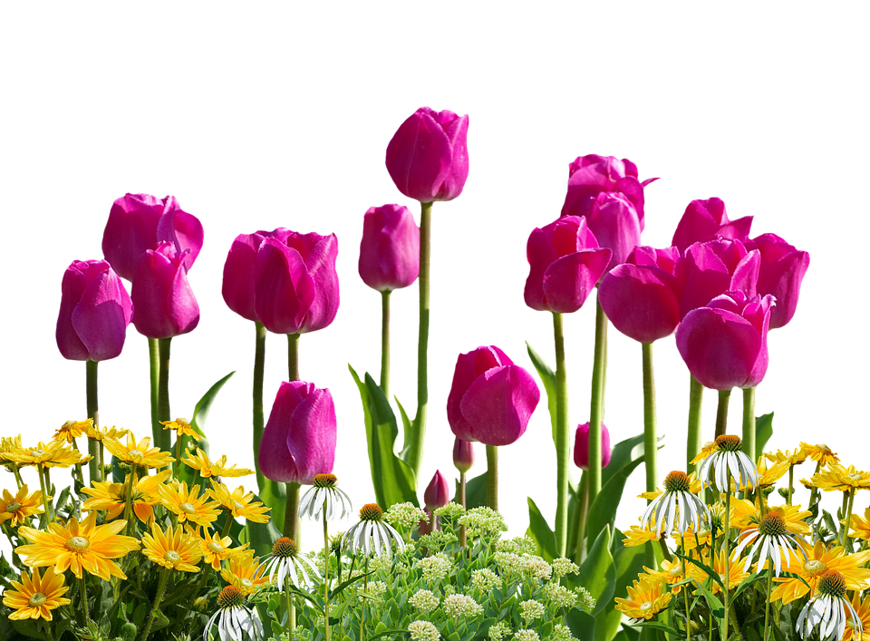Vibrant Tulips Over Spring Flowers PNG
