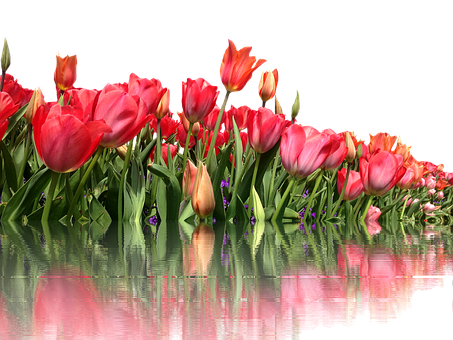 Vibrant_ Tulips_ Reflection PNG