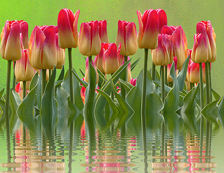 Vibrant_ Tulips_ Reflections PNG