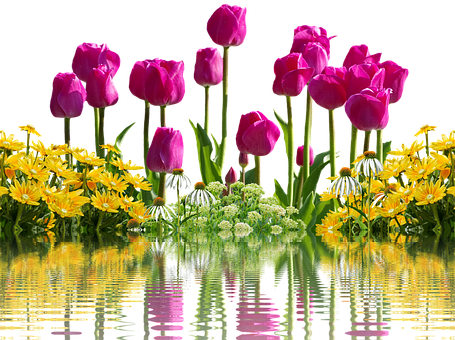 Vibrant Tulipsand Yellow Flowers Reflection PNG