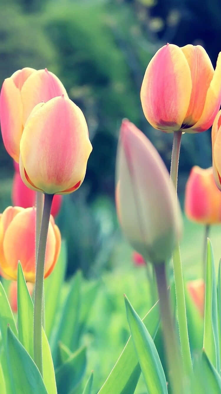 Vibrant Tulipsi Phone Wallpaper Wallpaper