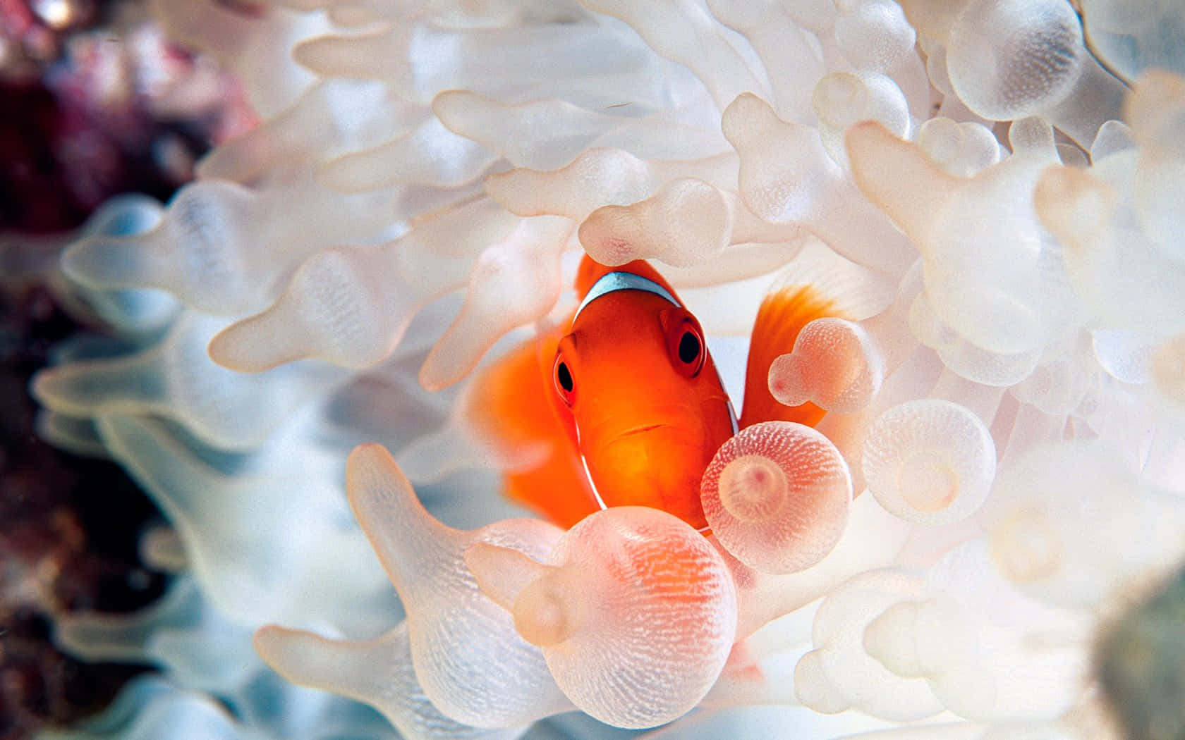 Vibrant Underwater Beauty - Sea Anemone Wallpaper