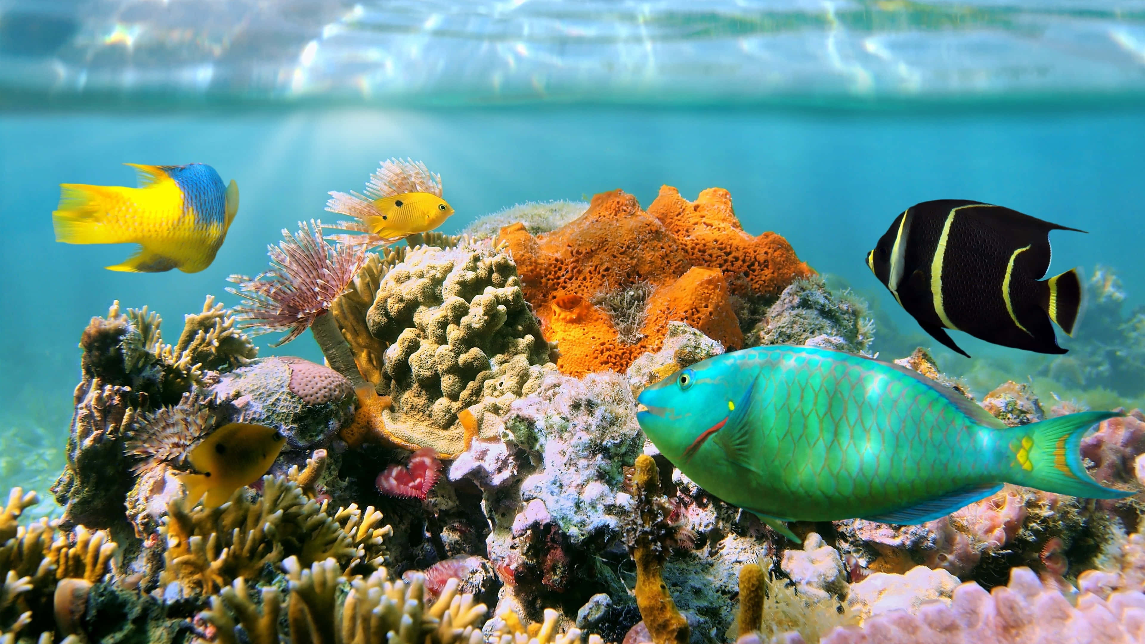 Vibrant Underwater Ecosystem - 4k Coral Reef Wallpaper