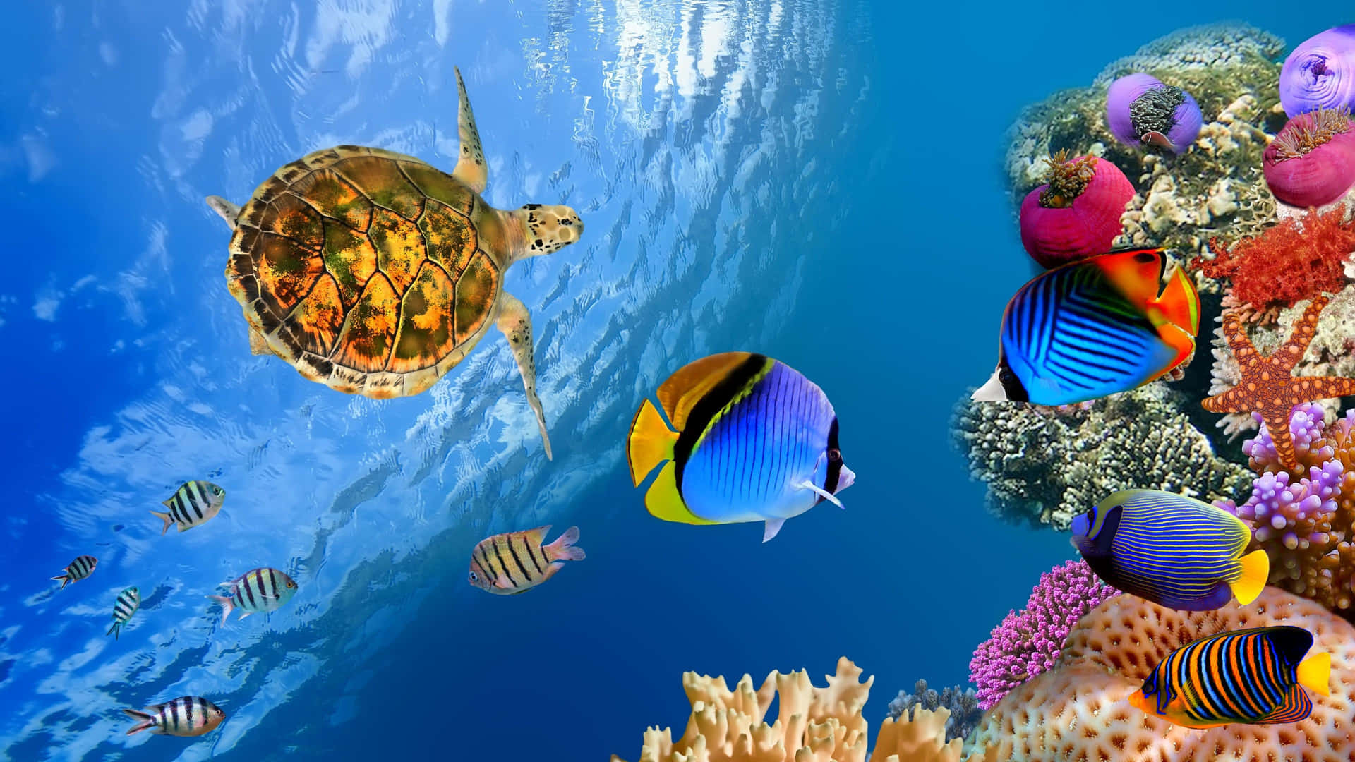 Vibrant Underwater Ecosystemwith Turtleand Tropical Fish.jpg Wallpaper